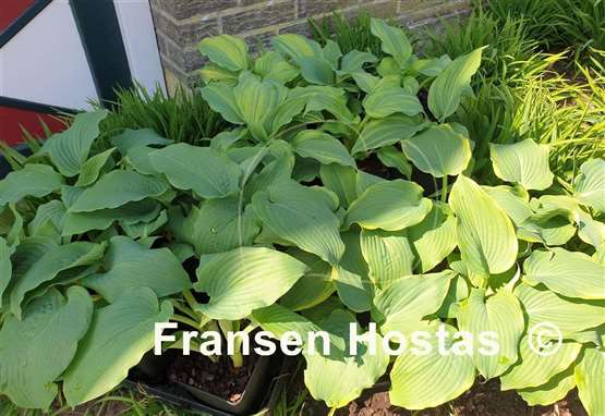 Hosta Blue Life